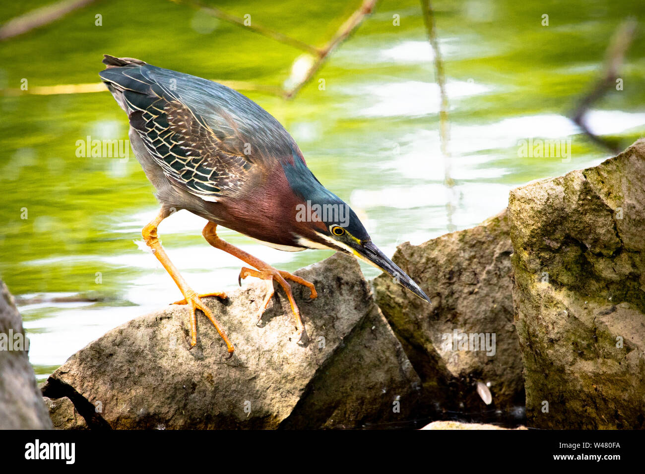 Green Heron Perched on Rocks in Malden Park at Windsor, Ontario Canada Stock Photo