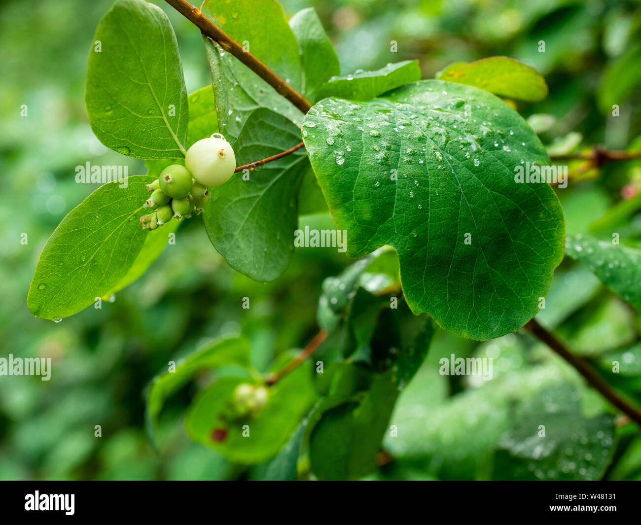 A closeup on a rain coveredsnowberry shrub berry cluster growing in a Norfolk hedgerow. Snowberries has been introduced to the UK from North America. Stock Photo