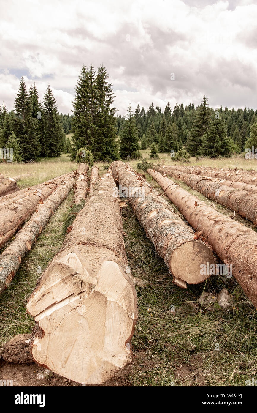 Felled Pine Trees in Forest. Deforestation Environmental Damage. Nature Destruction. Stock Photo