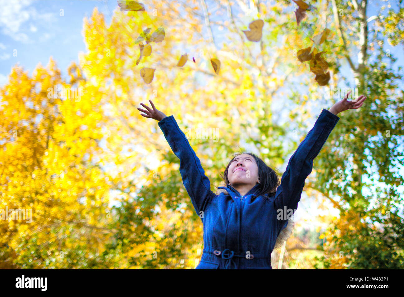 Asian teenage girl tossing up yellow leaves in the park with trees changing colors during Fall season. Stock Photo