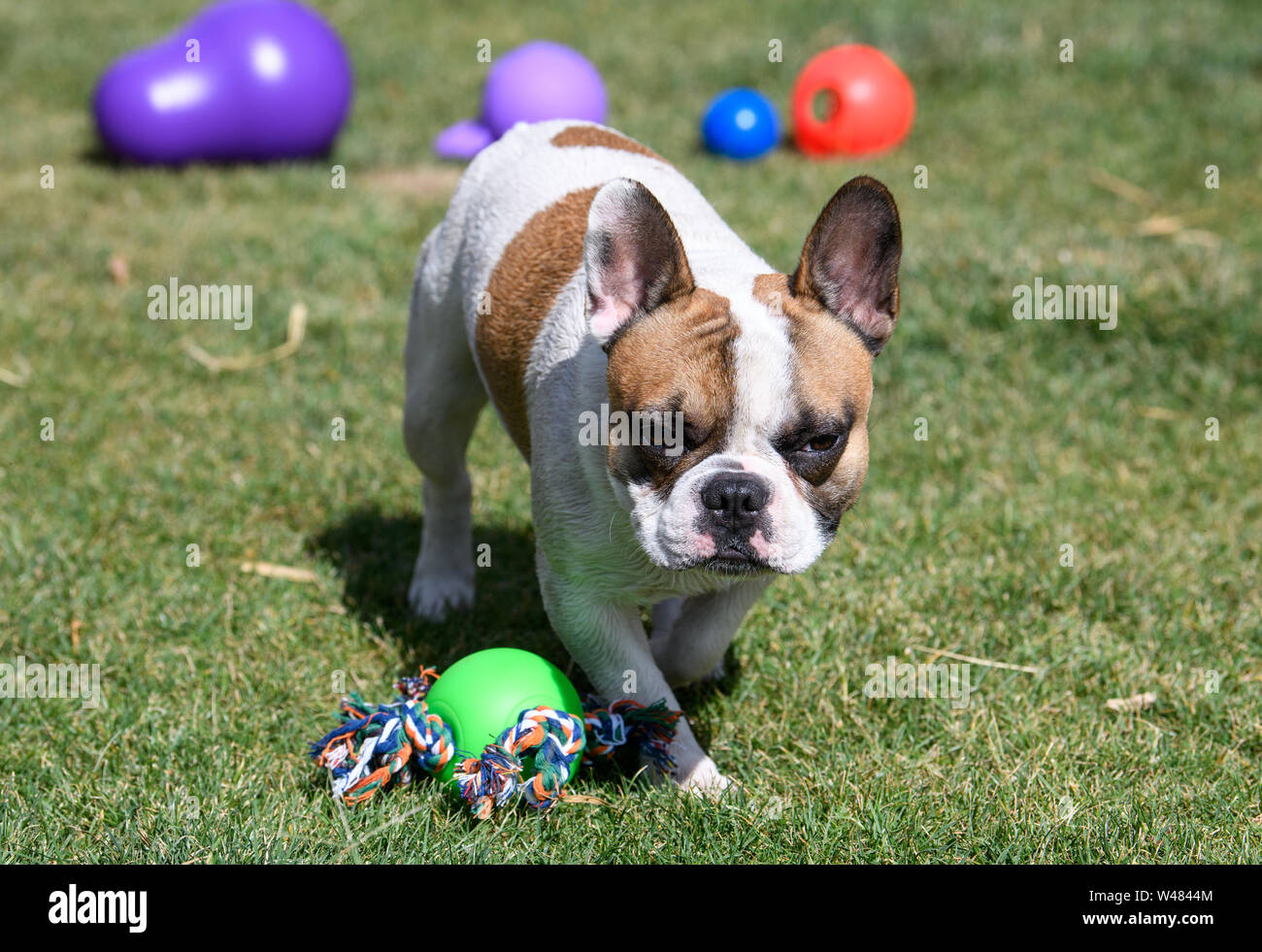 French bulldog playing with toys on the grass Stock Photo