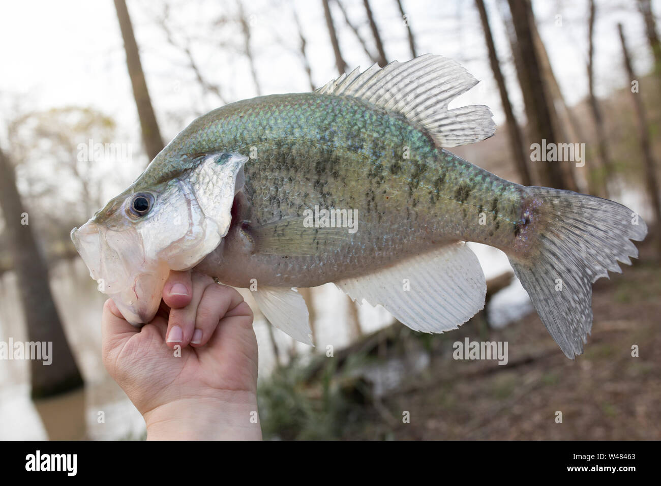Crappie caught on an automatic fisher in a northeast Louisiana Bayou Stock Photo
