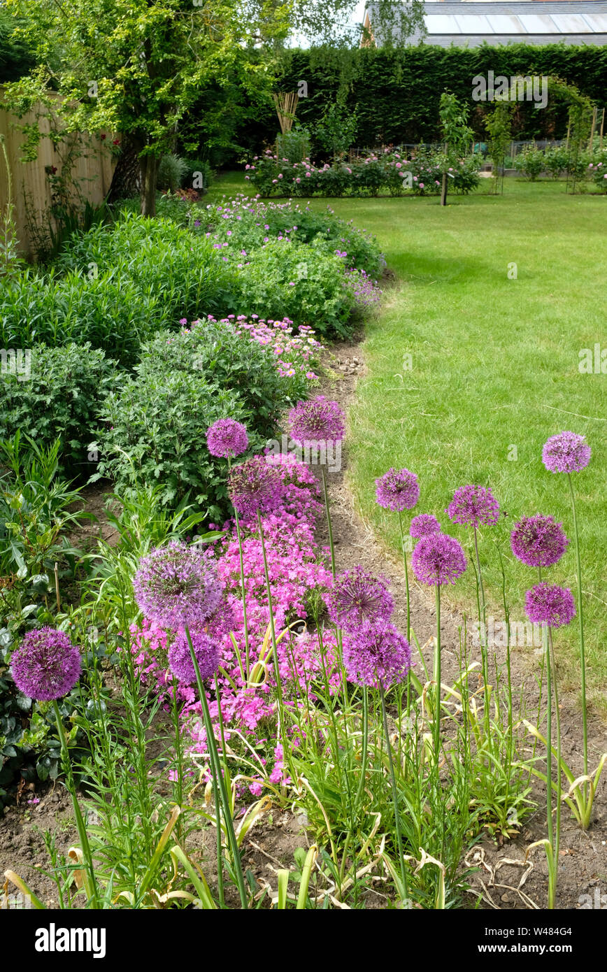 Allium flowers purple sensation in a flower bed of a typical English garden Stock Photo