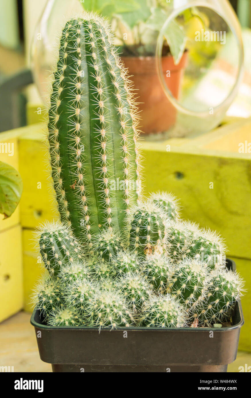 Echinopsis Lobivia aurea shaferi in a pot indoors Stock Photo - Alamy