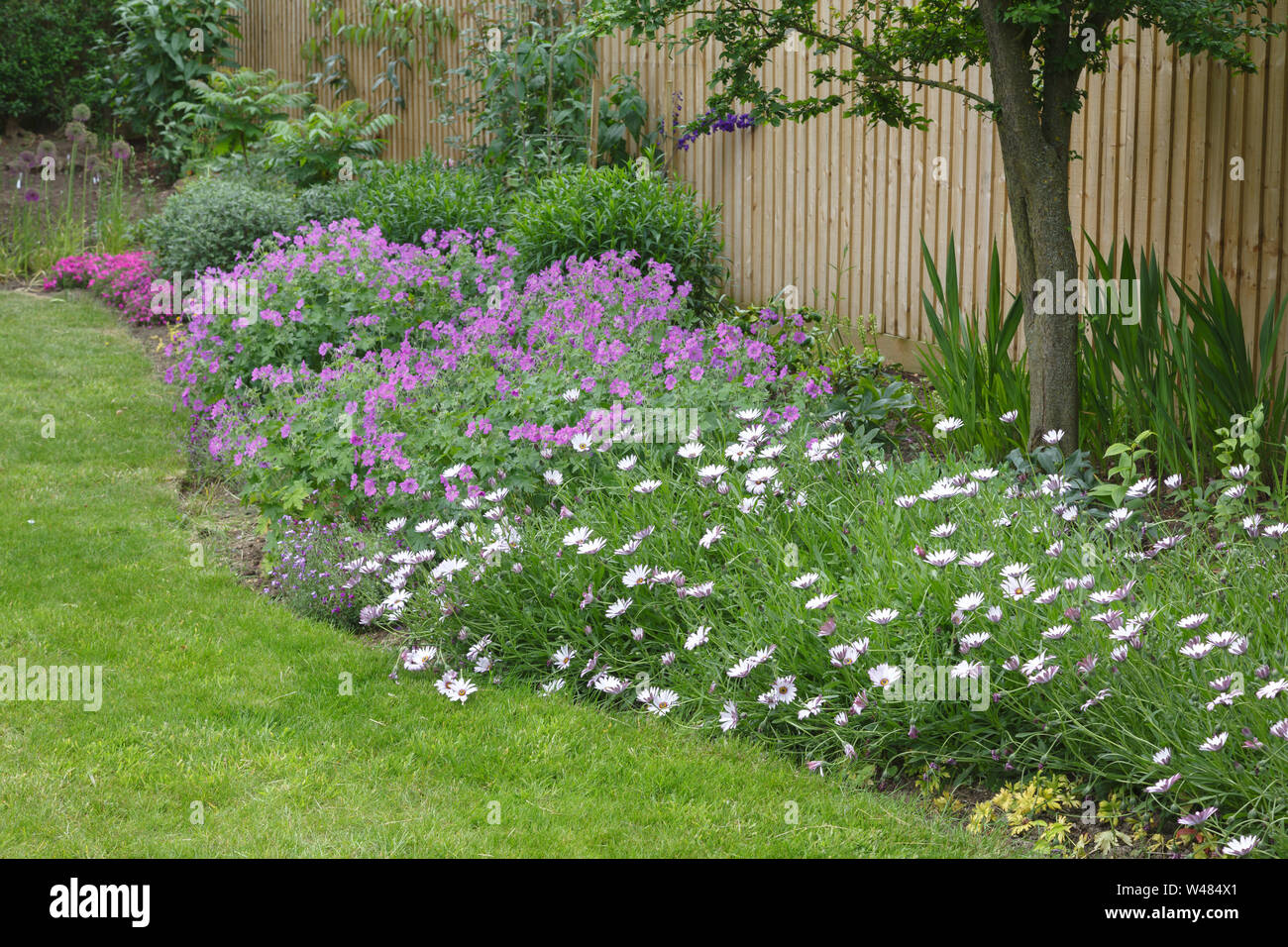 Garden flower bed (flowerbed) with cape daisies and geraniums in a typical English garden Stock Photo