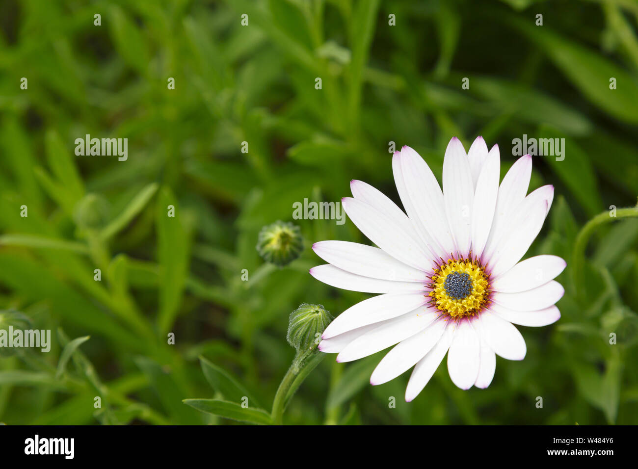 White cape daisy flower, Osteospermum, with green foliage and lots of space for text, ideal for a template, design or background Stock Photo