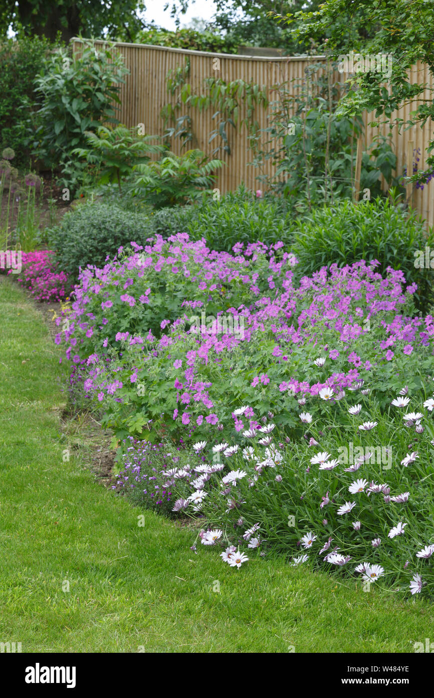 Garden flower border and lawn with geraniums and cape daisies and in an English garden Stock Photo