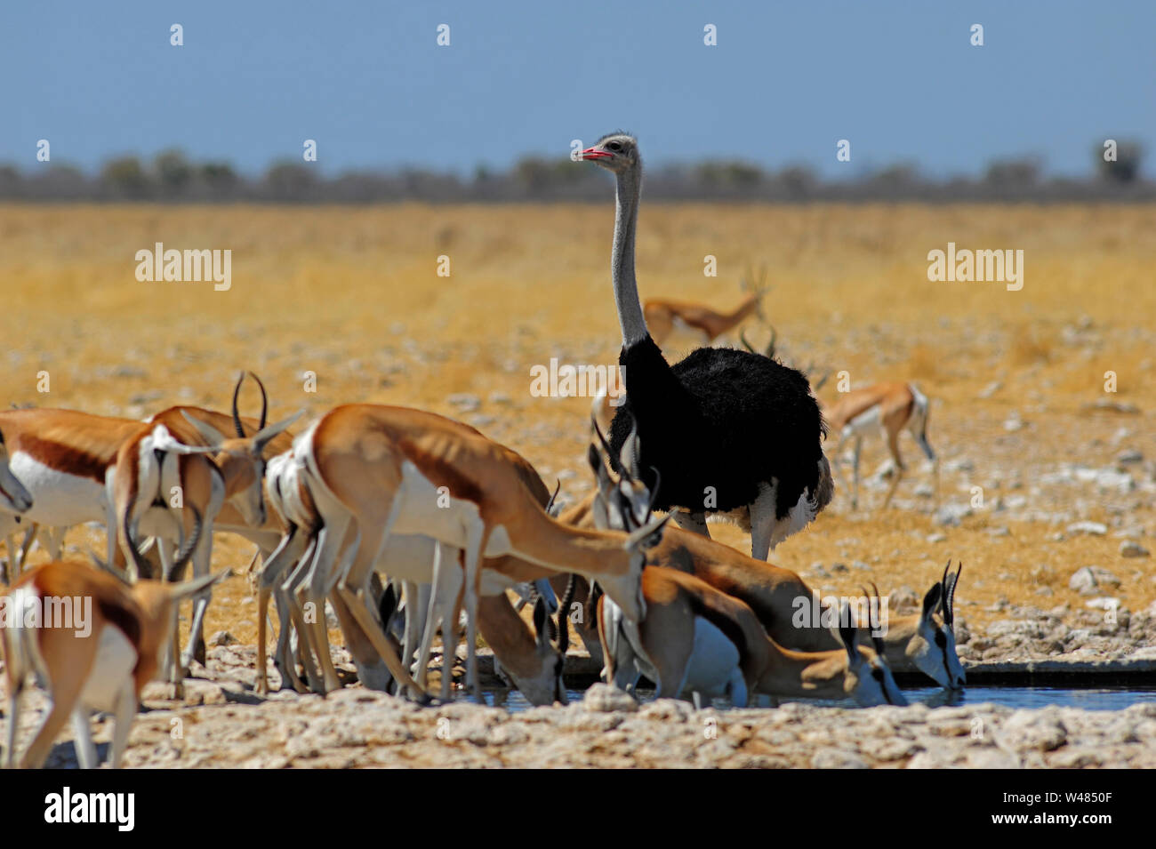 Ostrich and springboks at Gemsbokvlakte waterhole, Etosha National Park, Namibia Stock Photo