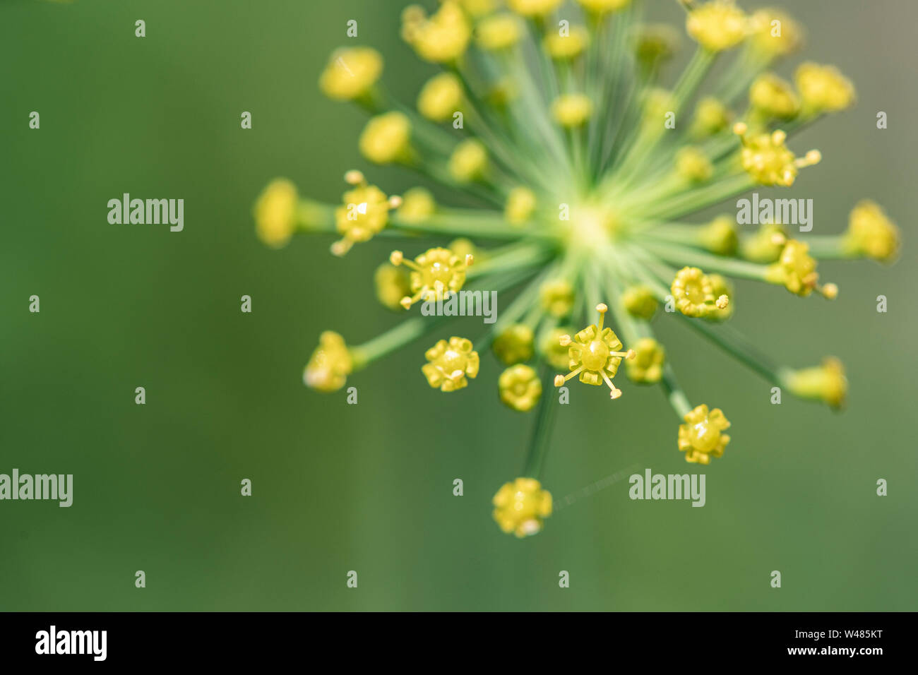 Dill flower umbels in bloom. Stock Photo