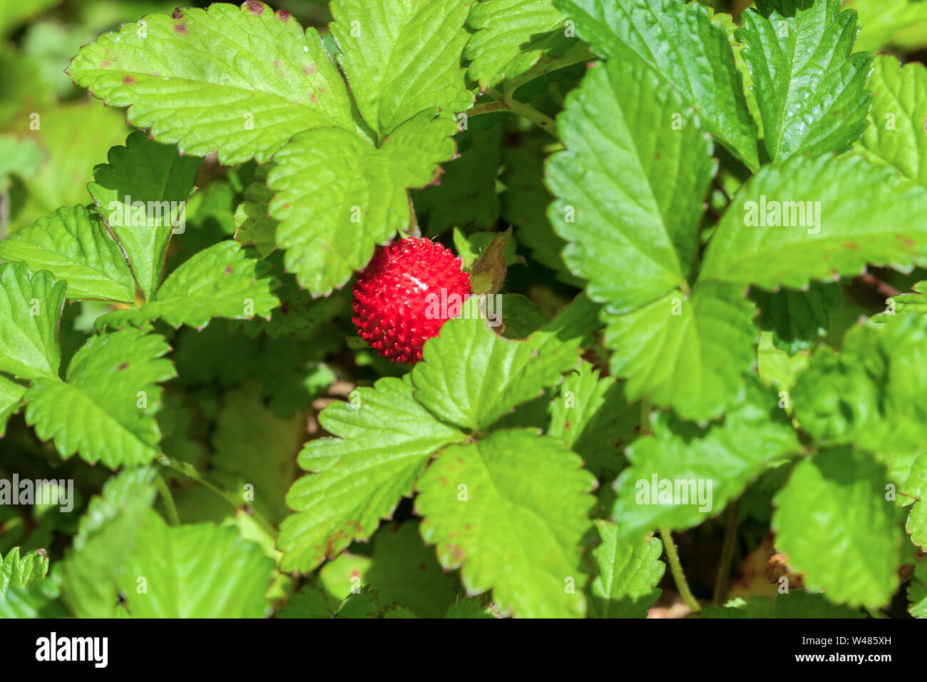 Wild strawberry, Fragaria chiloensis Stock Photo