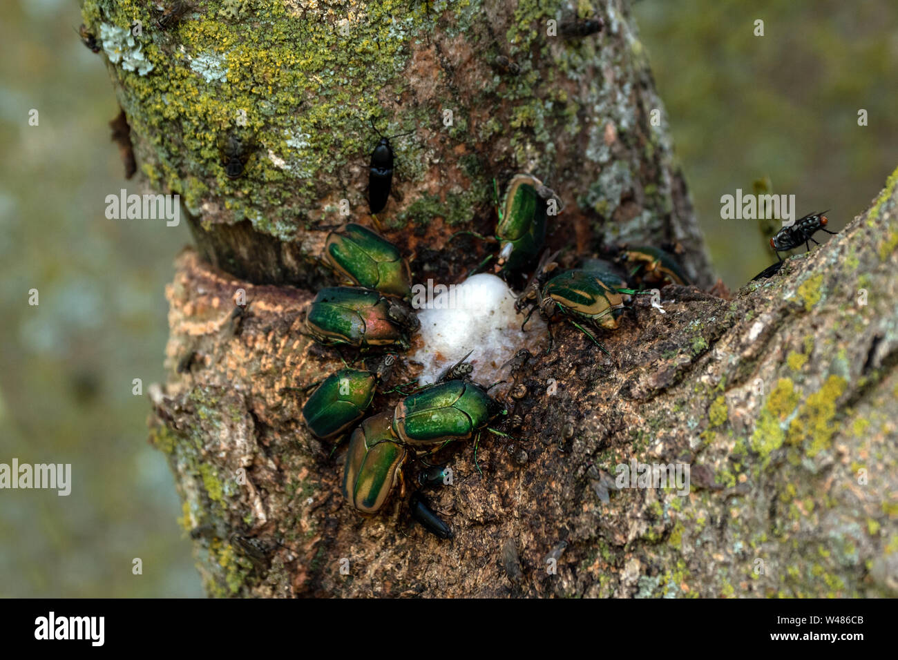 June bugs and a fly feast on foaming tree sap from a diseased mimosa tree in southwest Missouri. Sometimes called slime flux. Bokeh. Stock Photo