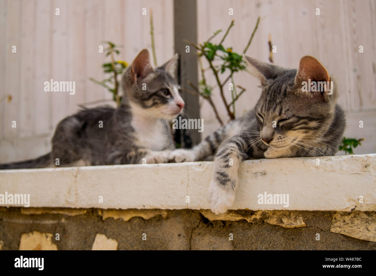 Little cats resting in Cabo Verde island Stock Photo