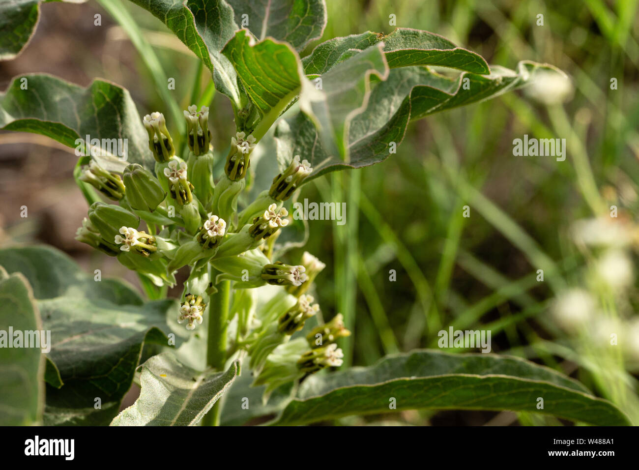 Zizotes Milkweed, a host for monarch butterfly larvae, grows in dry, gravelly soils. Stock Photo