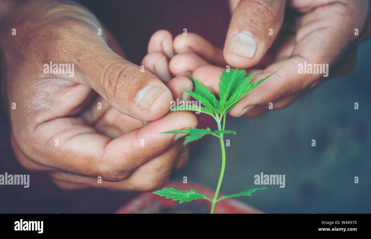 Hand holding marijuana leaf ( Cannabis sativa indica ) Stock Photo