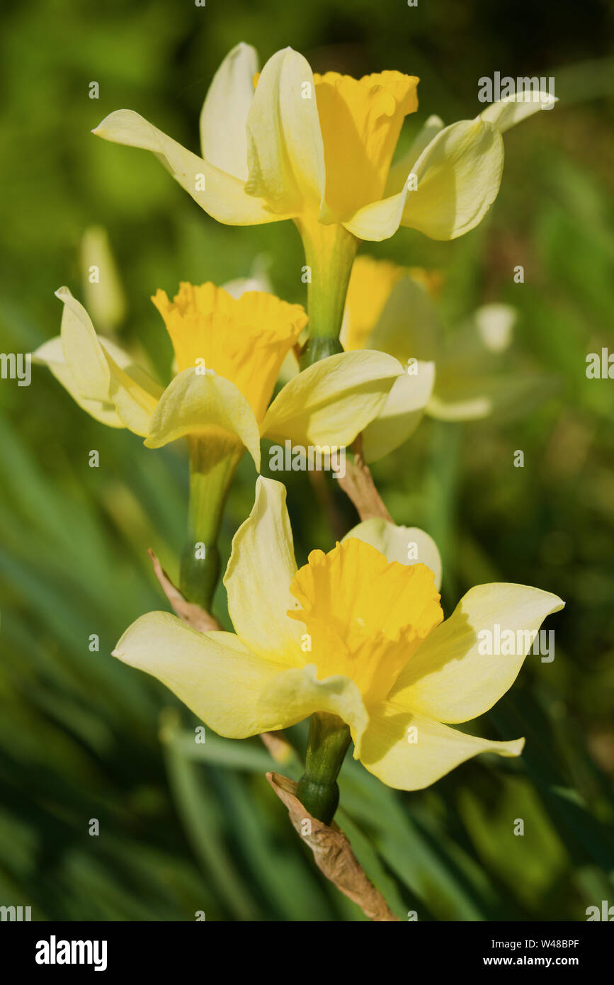 Three yellow flowers of narcissus close up by a sunny day Stock Photo