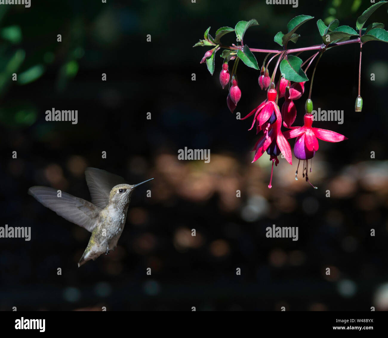 Hummingbird and fuschia Stock Photo