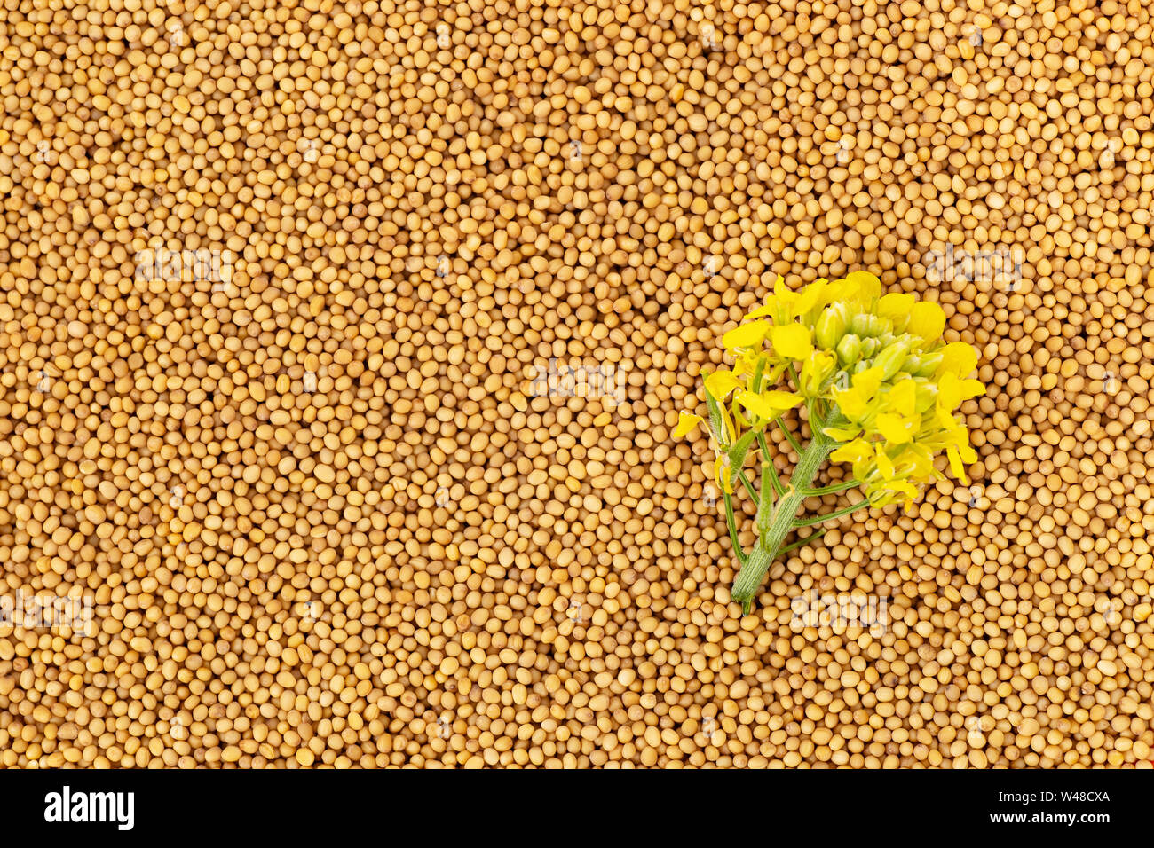 mustard seeds as background top view Stock Photo
