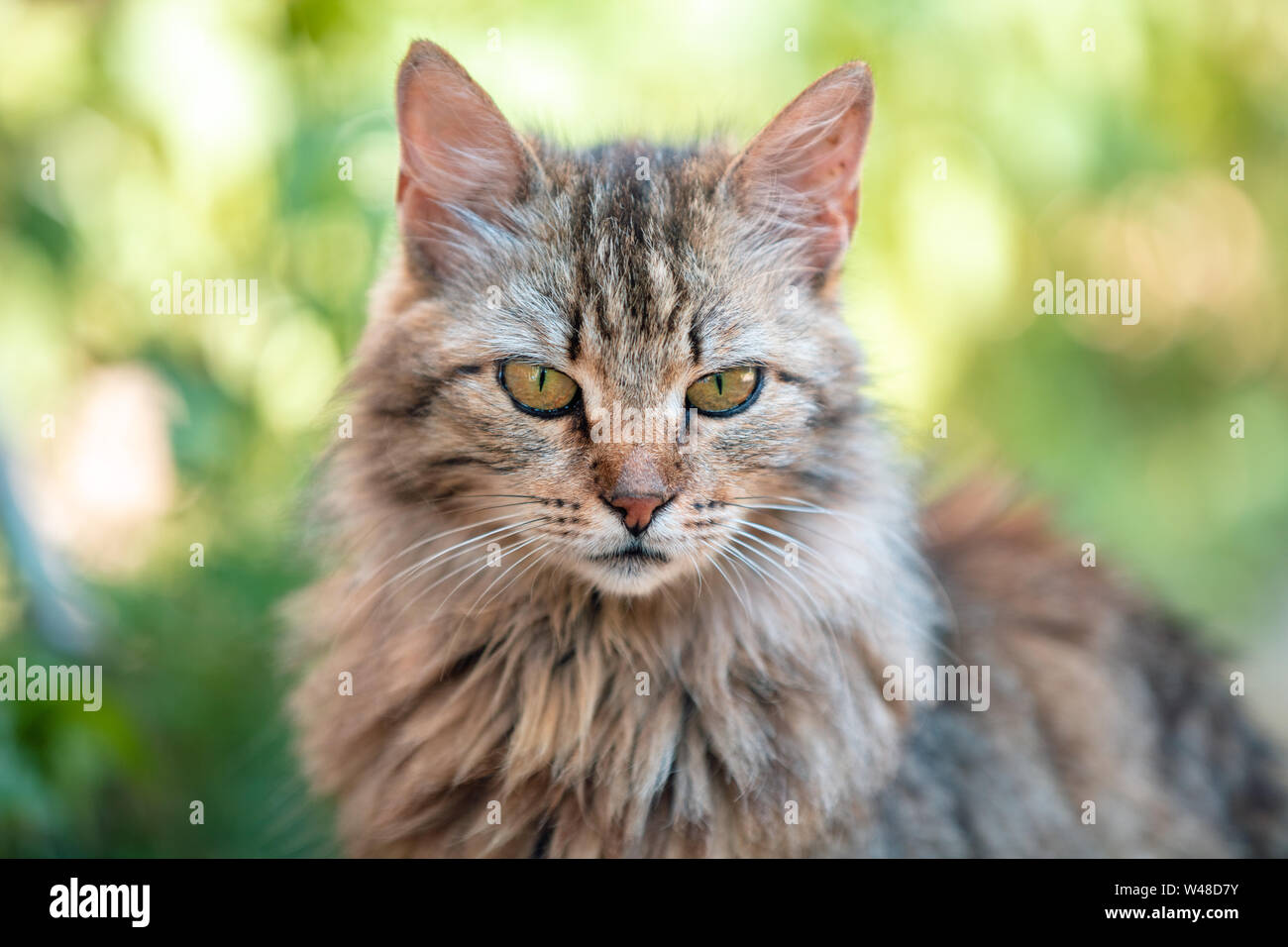 Portrait of a siberian cat relaxing outdoors in the summer garden Stock Photo