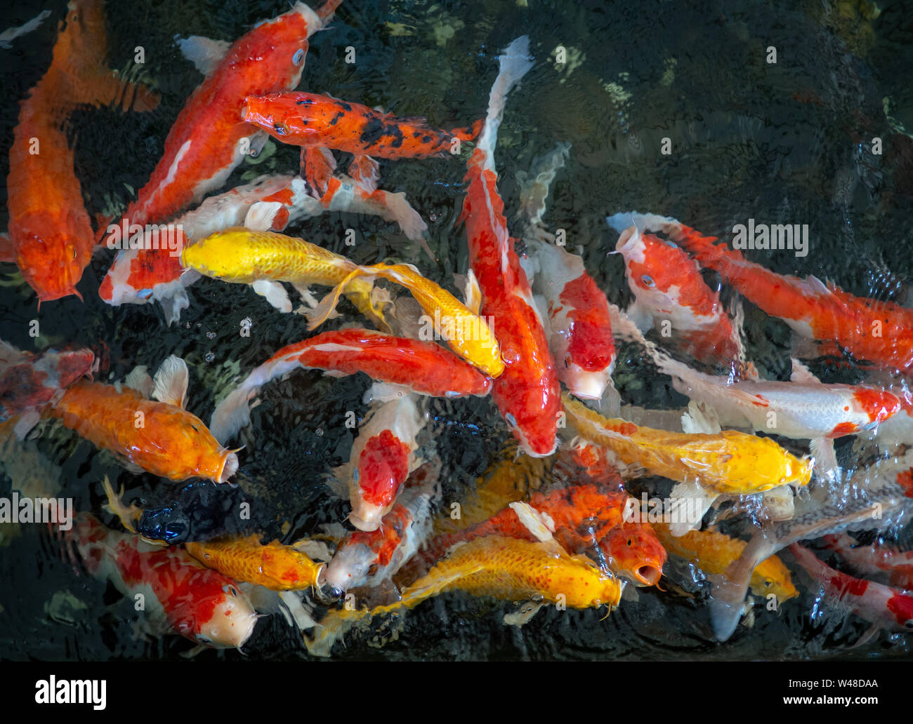 Colorful fancy carp fish, koi fish, Fish Japanese swimming (Cyprinus carpio) beautiful color variations natural organic Stock Photo