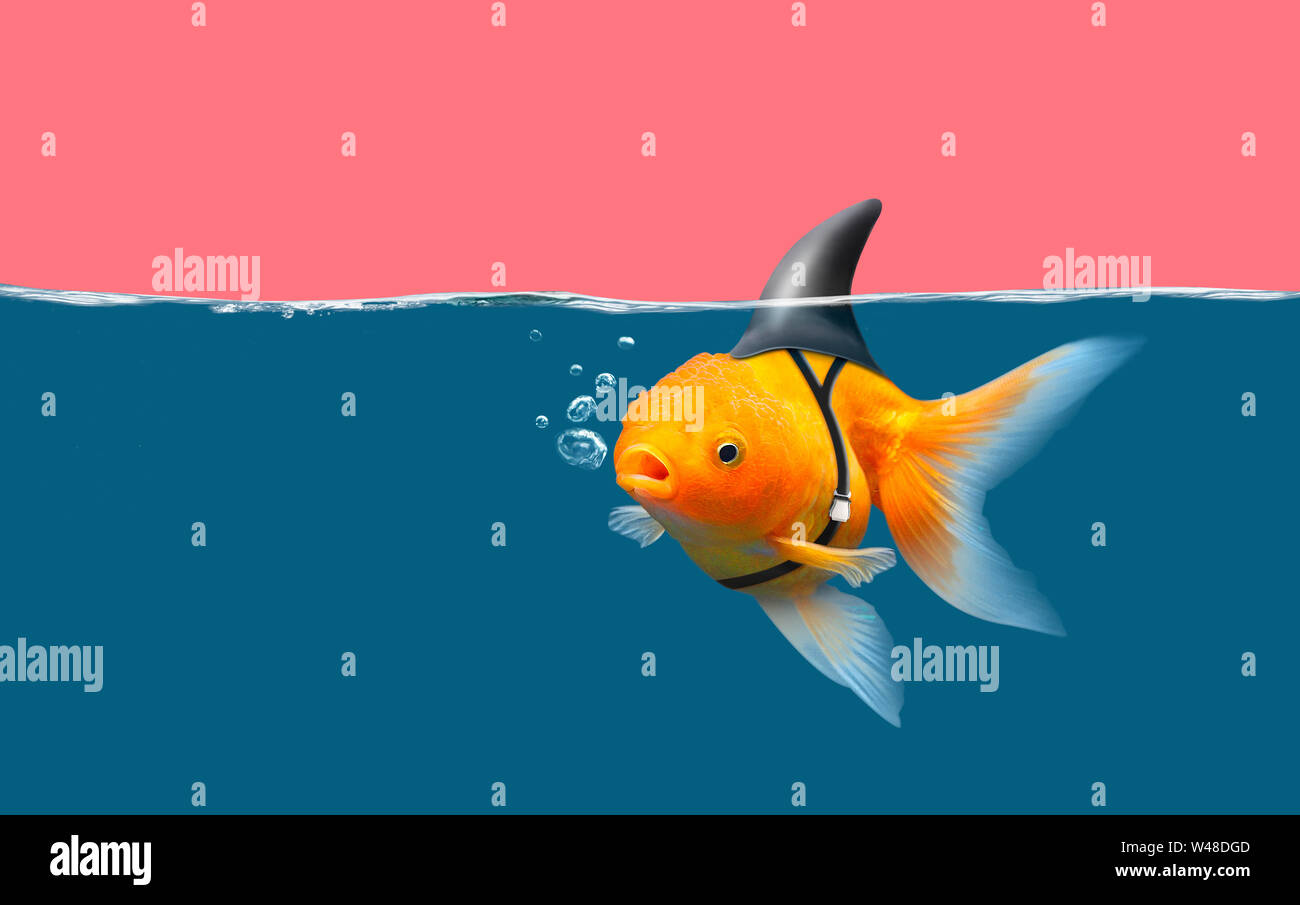 Goldfish with shark fin swim in blue water and pink sky, Gold fish with  shark flip . Mixed media Stock Photo - Alamy