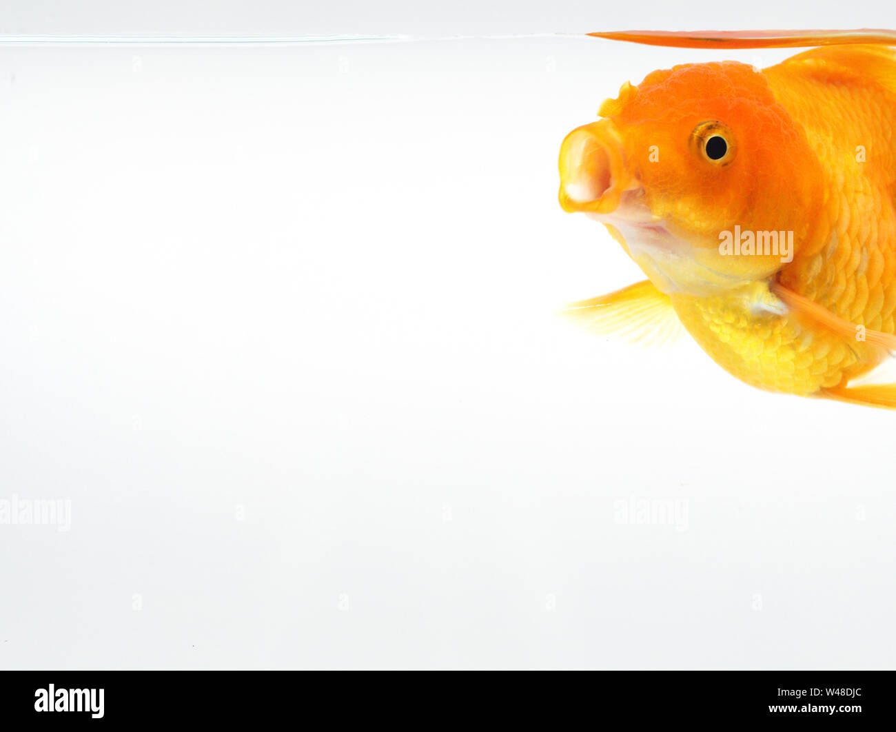 goldfish open your mouth, gold fish on isolate white background Stock