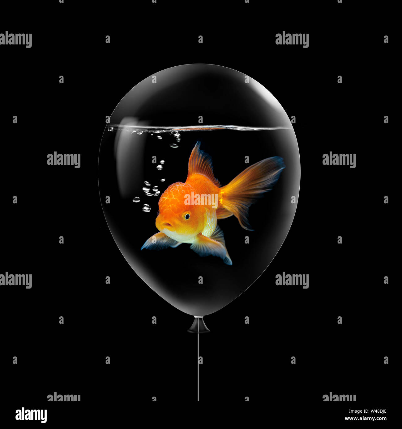 swimming fish balloon
