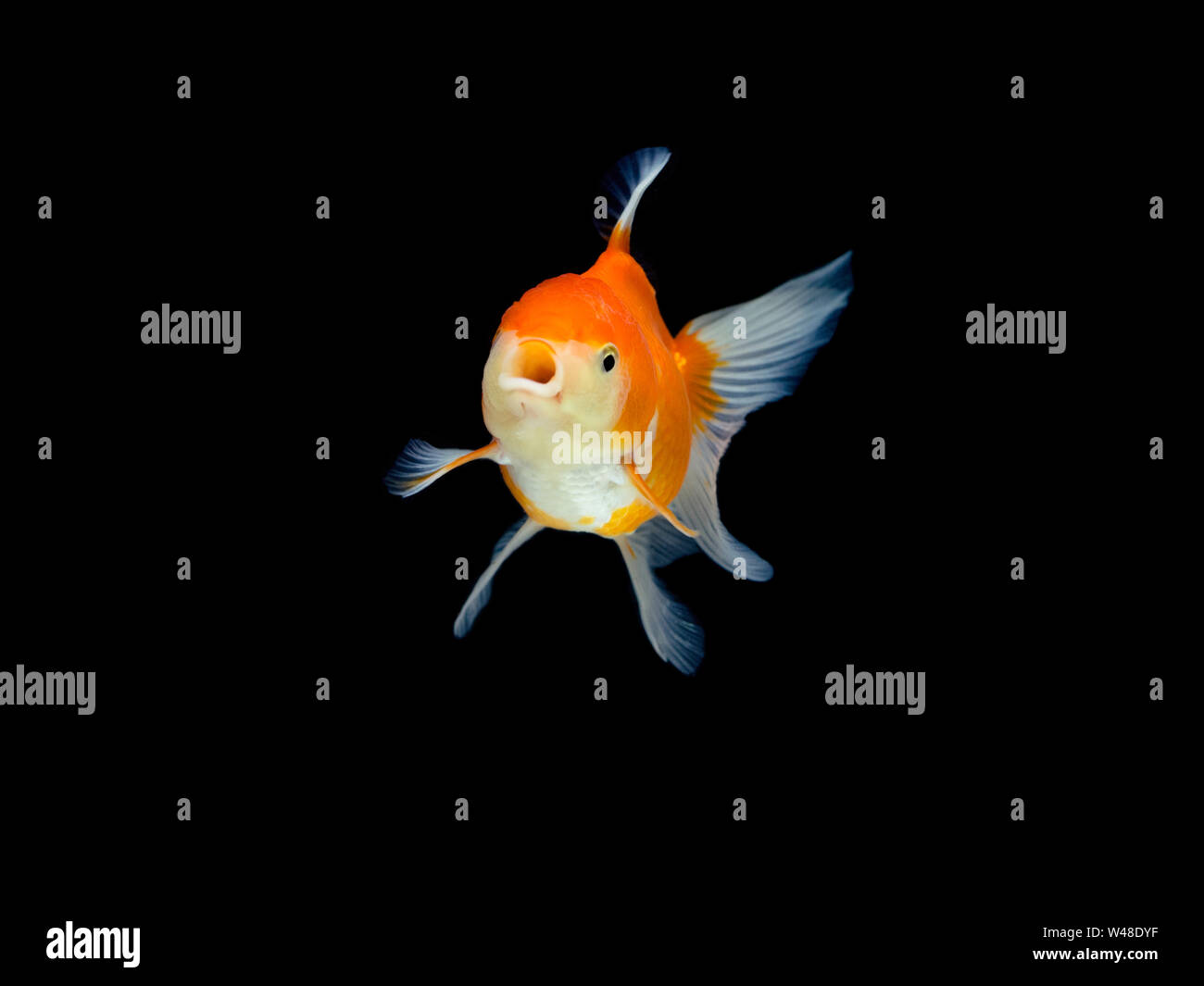 goldfish open your mouth, gold fish on isolate dark background Stock
