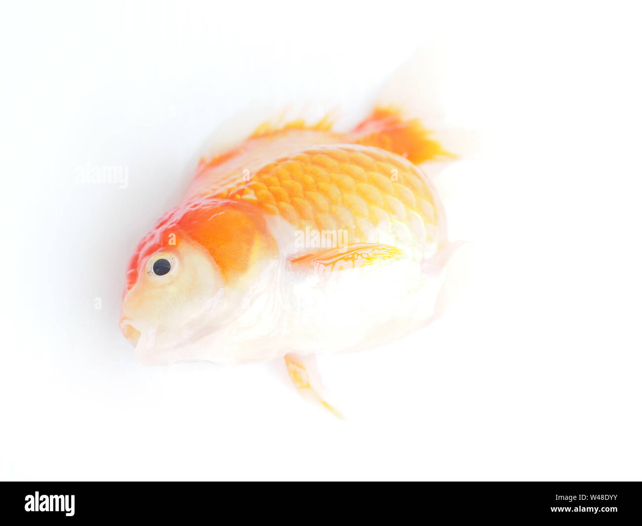 Dead goldfish on white background, Top view Stock Photo