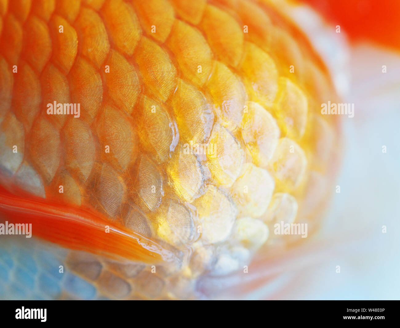 Extreme closeup of fancy goldfish scales. Macro photo of a golden fish