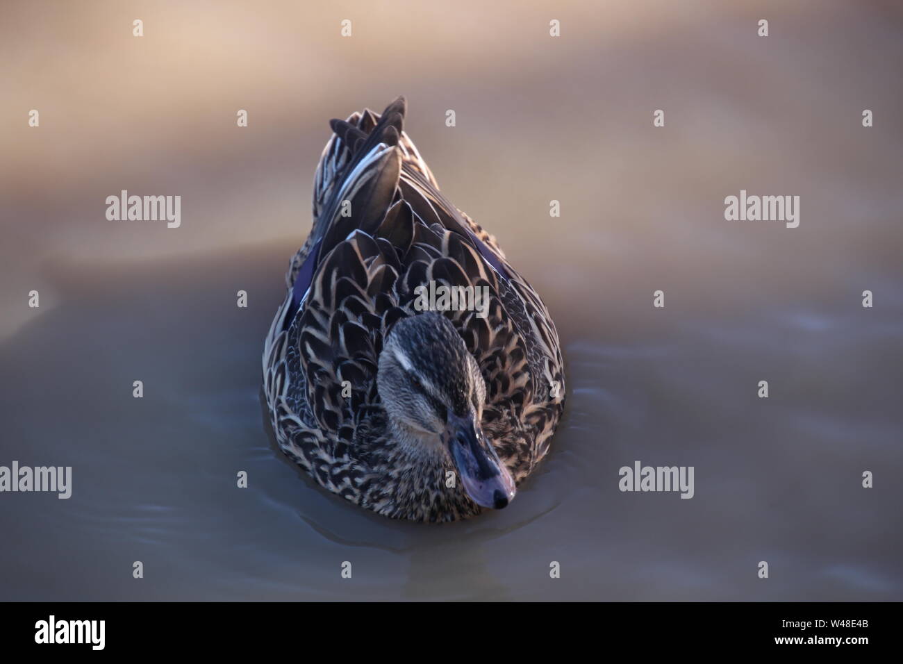 Brown Duck Swimming in Murky Water Stock Photo