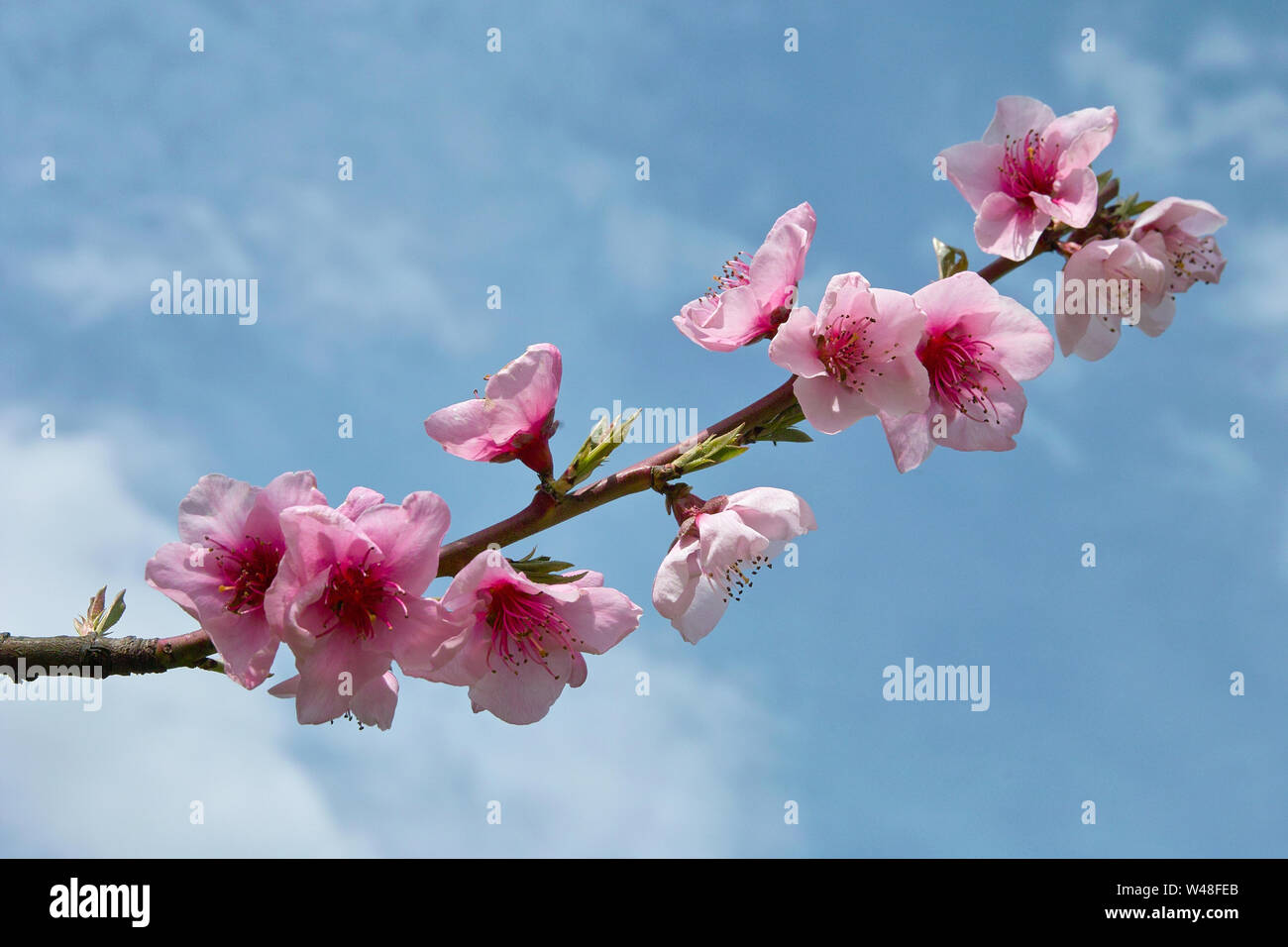 twig of peach tree covered of flowers in springtime Stock Photo