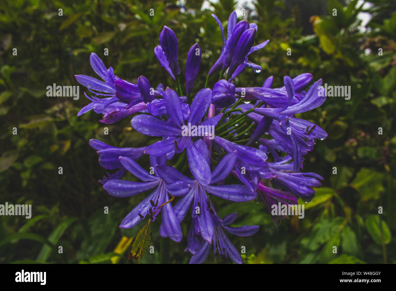 Beautiful purple african lily flower growing on the island of Sao Miguel, Azores, Portugal Stock Photo