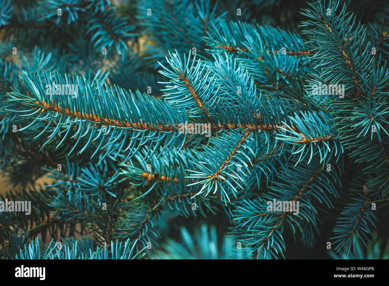 Spruce branch close-up. Green branches of fur tree. Christmas fir. Frame of blue pine branch. Coniferous needles close-up. Pine-tree background. Stock Photo