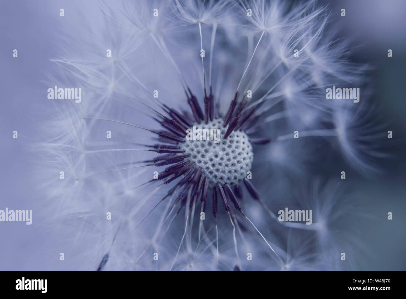 Closeup of dandelion seed/ conceptual image of luck and good wishes - Image Stock Photo