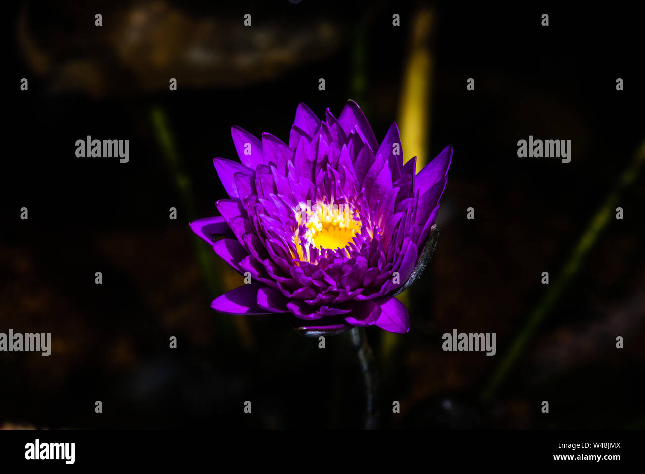 Sacred lotus or Indian lotus, the longevity of its seeds is famous