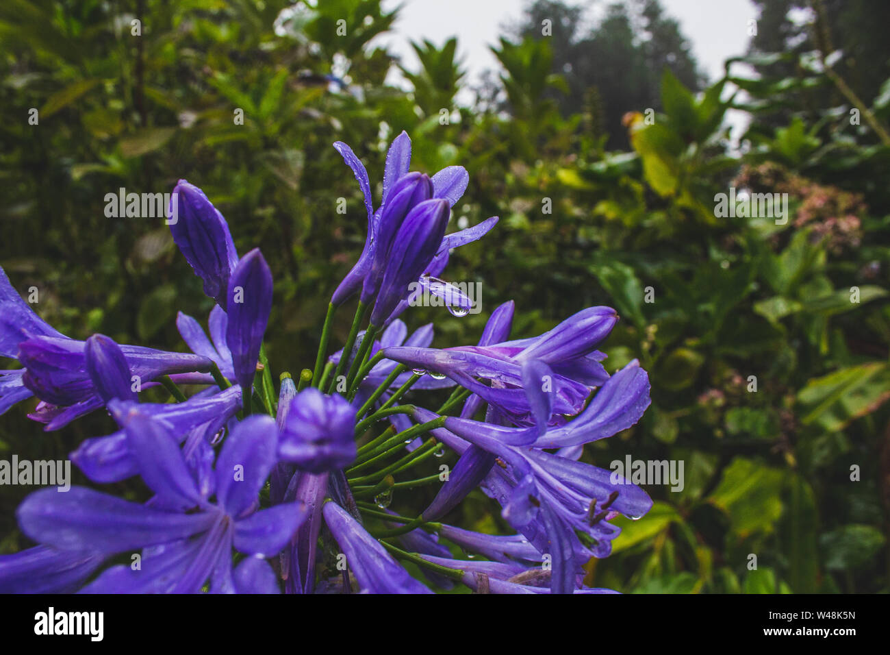 Beautiful purple african lily flower growing on the island of Sao Miguel, Azores, Portugal Stock Photo