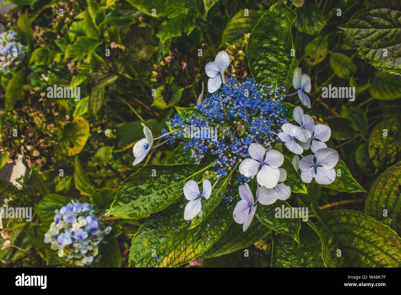 Tip To Keeping Cut Hydrangeas Looking Fresh Love Of Family