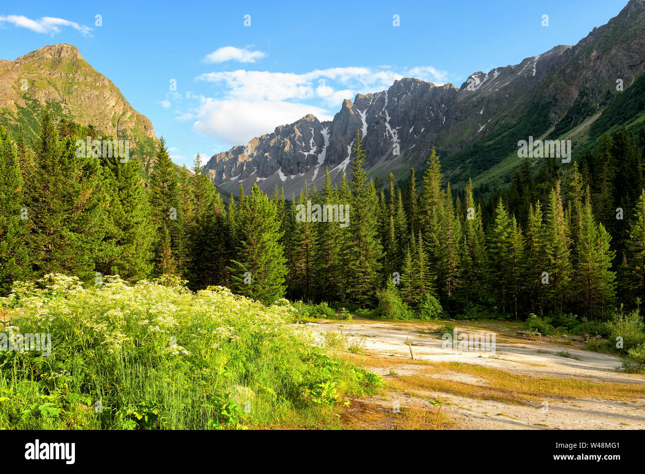 Travertine glade near dark coniferous taiga in Siberian mountains. Mineral springs Choigan. Eastern Sayan. Tyva Republic Stock Photo