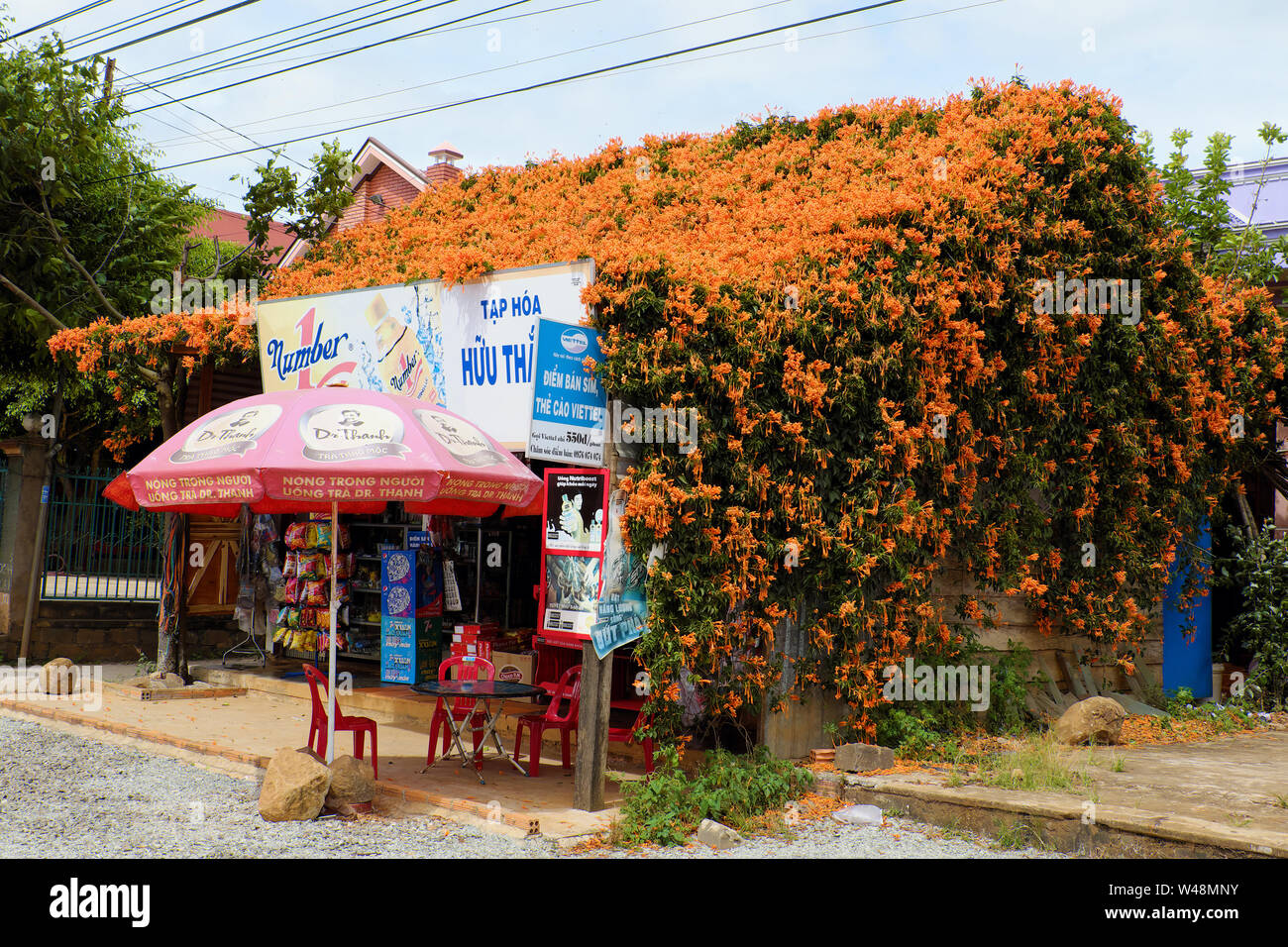 Amazing exterior house with orange trumpet creeper cover from roof, grocery store with trumpet vine make flora wall on day, Vietnam Stock Photo