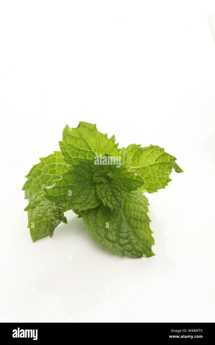 Indian mint hires stock photography and images Alamy