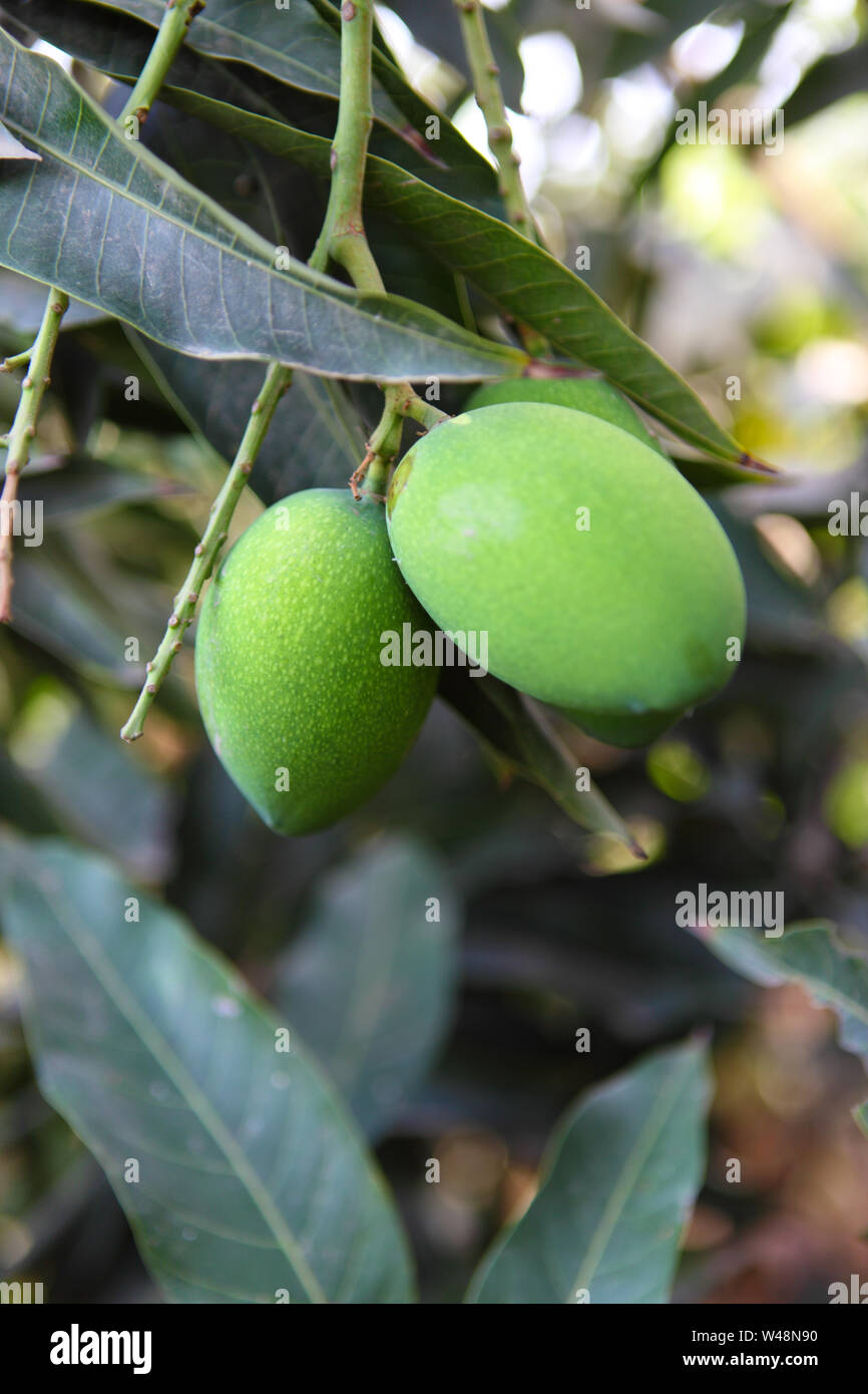 Aam Papad Stock Photo - Download Image Now - Fruit, Holding, Horizontal -  iStock