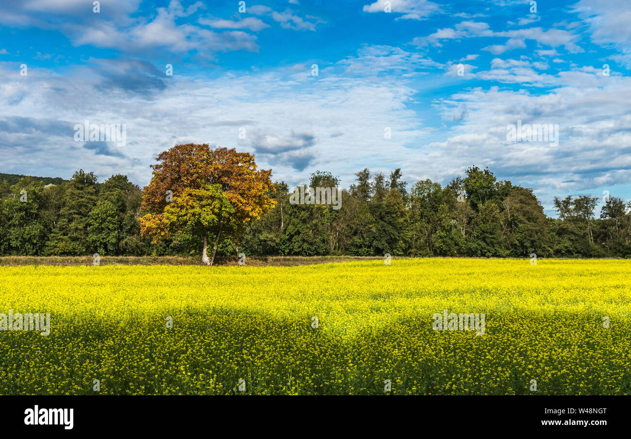 Summer countryside landscape. Green field with yellow flowers Stock ...