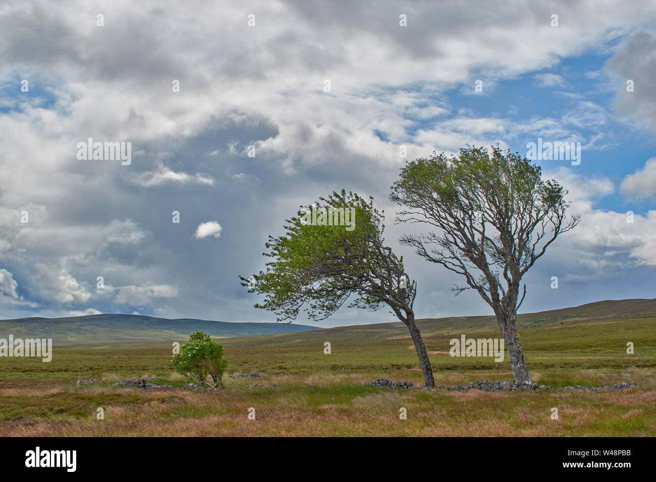 DAVA WAY TRAIL MORAY SCOTLAND IN SUMMER OLD WIND BLOWN TREES NEAR THE ABANDONED SETTLEMENT AND HALFWAY HUT Stock Photo