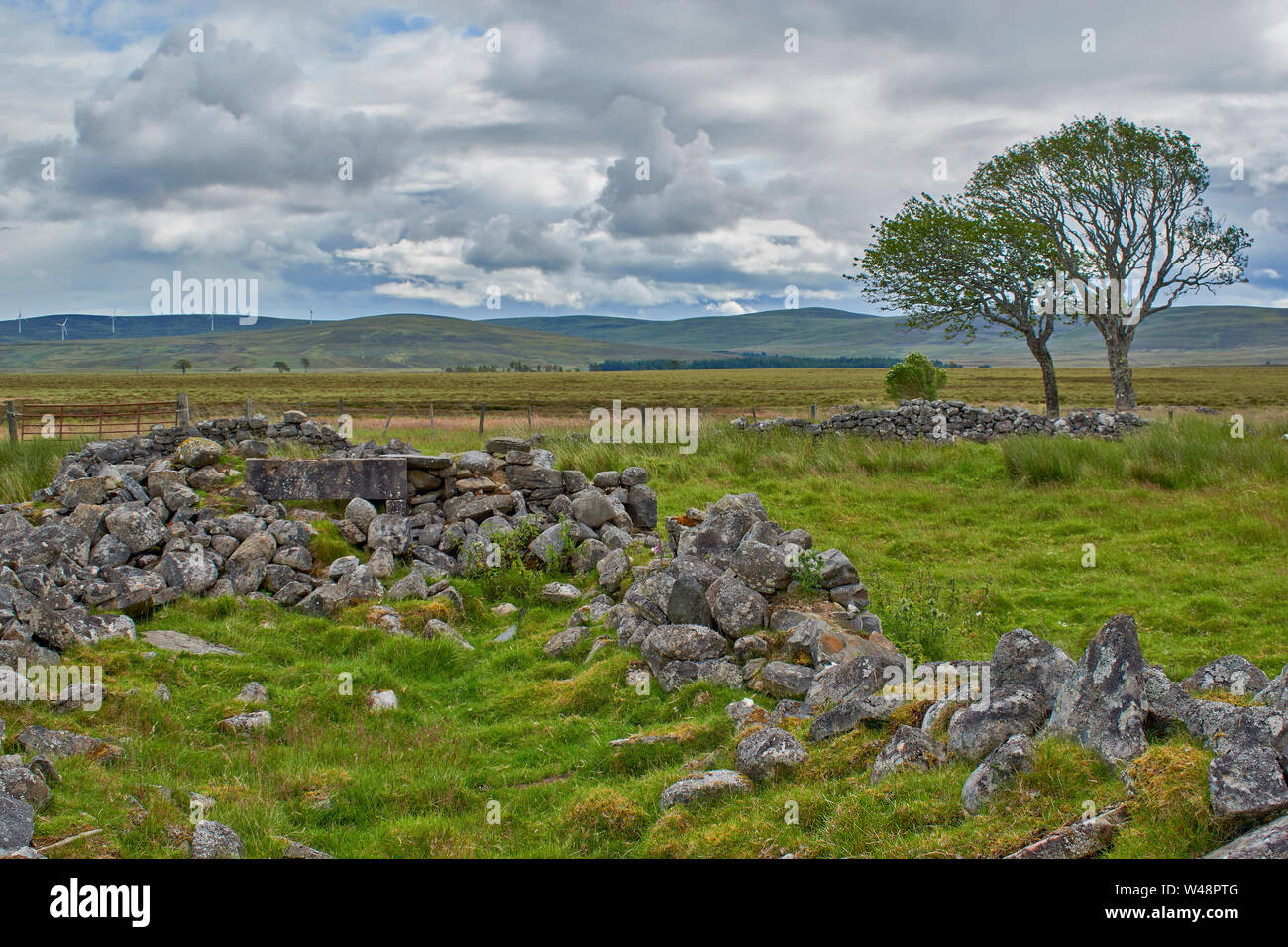 DAVA WAY TRAIL MORAY SCOTLAND IN SUMMER TWO TREES AND STONES THE REMAINS OF A SETTLEMENT AND FARM LAST INHABITED APROX 1910 Stock Photo