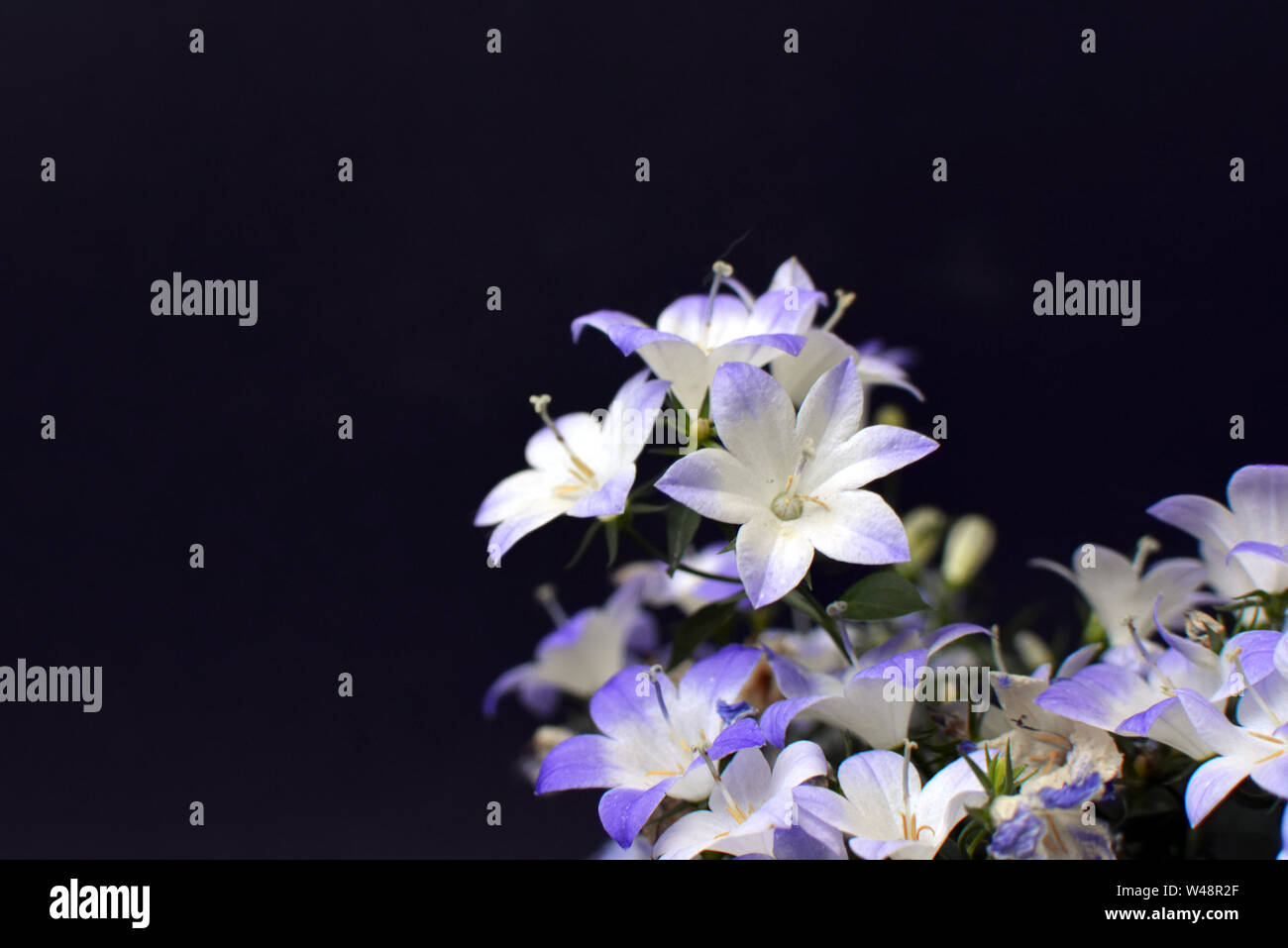 Violet and white blooming 'Campanula' Bell Flower ' on dark black background Stock Photo