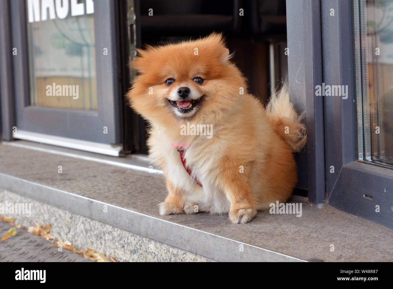 Mannheim, Germany - July 2019: Small fluffy brown Pomeranian dog waiting for owner in front of shop entrance Stock Photo