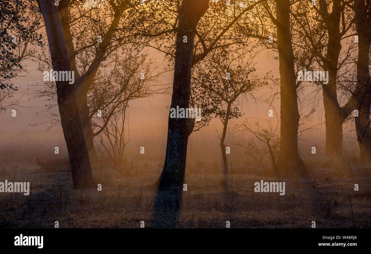 Silhouetted trees in a moody cold sunset in the central Drakensberg region of South Africa Stock Photo