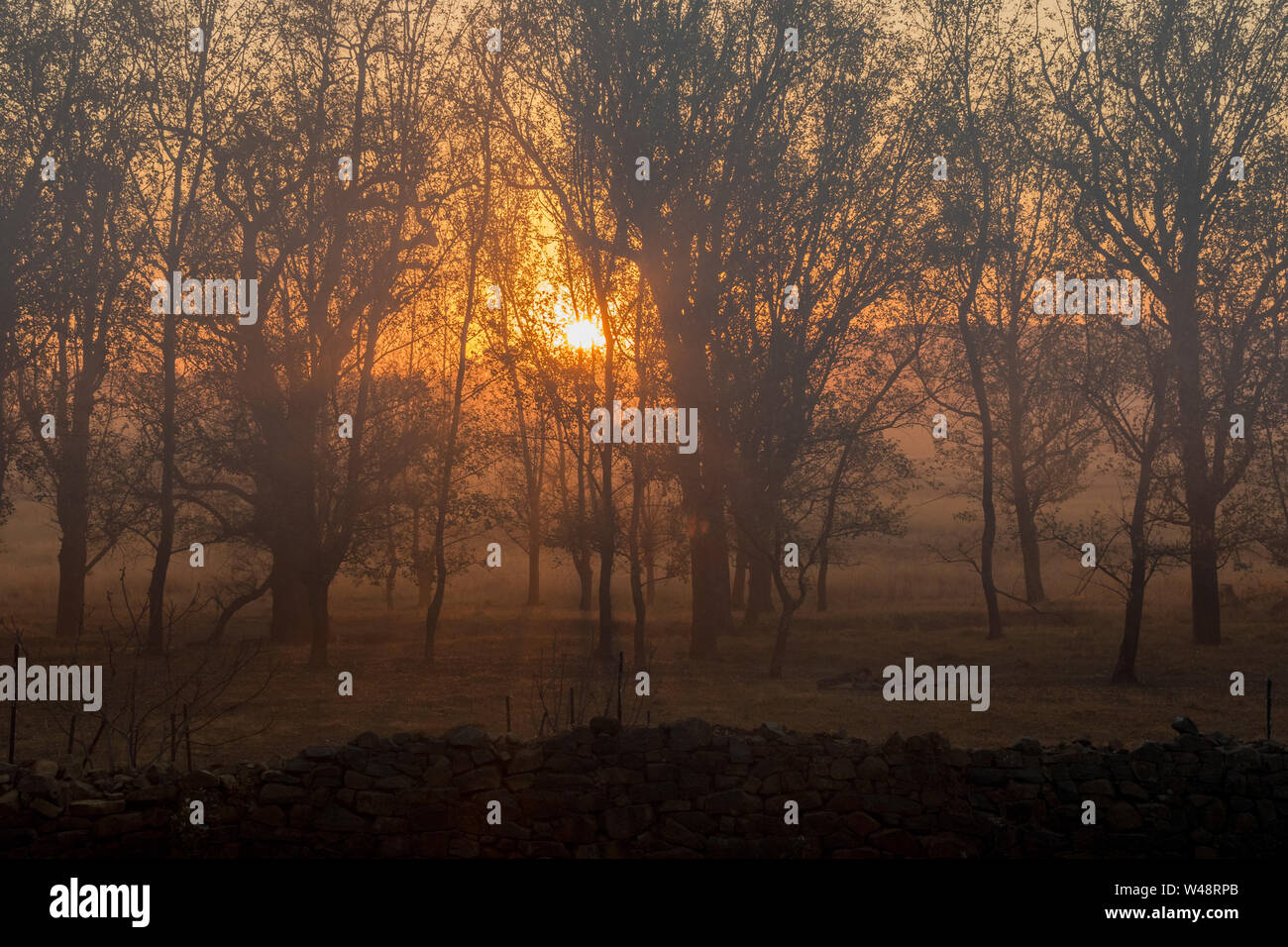 Silhouetted trees in a moody cold sunset in the central Drakensberg region of South Africa Stock Photo