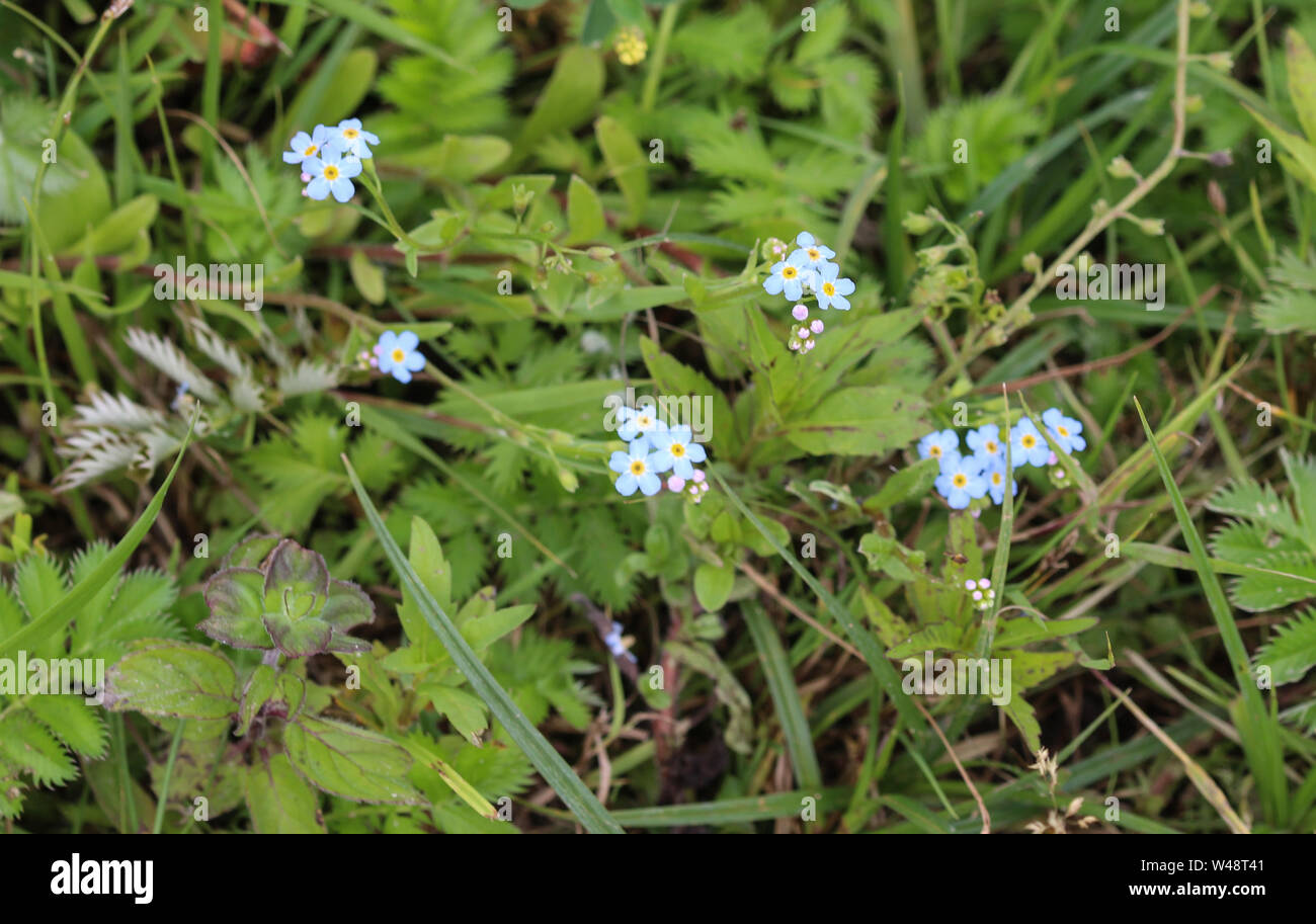 Page 11 Boraginaceae Myosotis High Resolution Stock Photography And Images Alamy