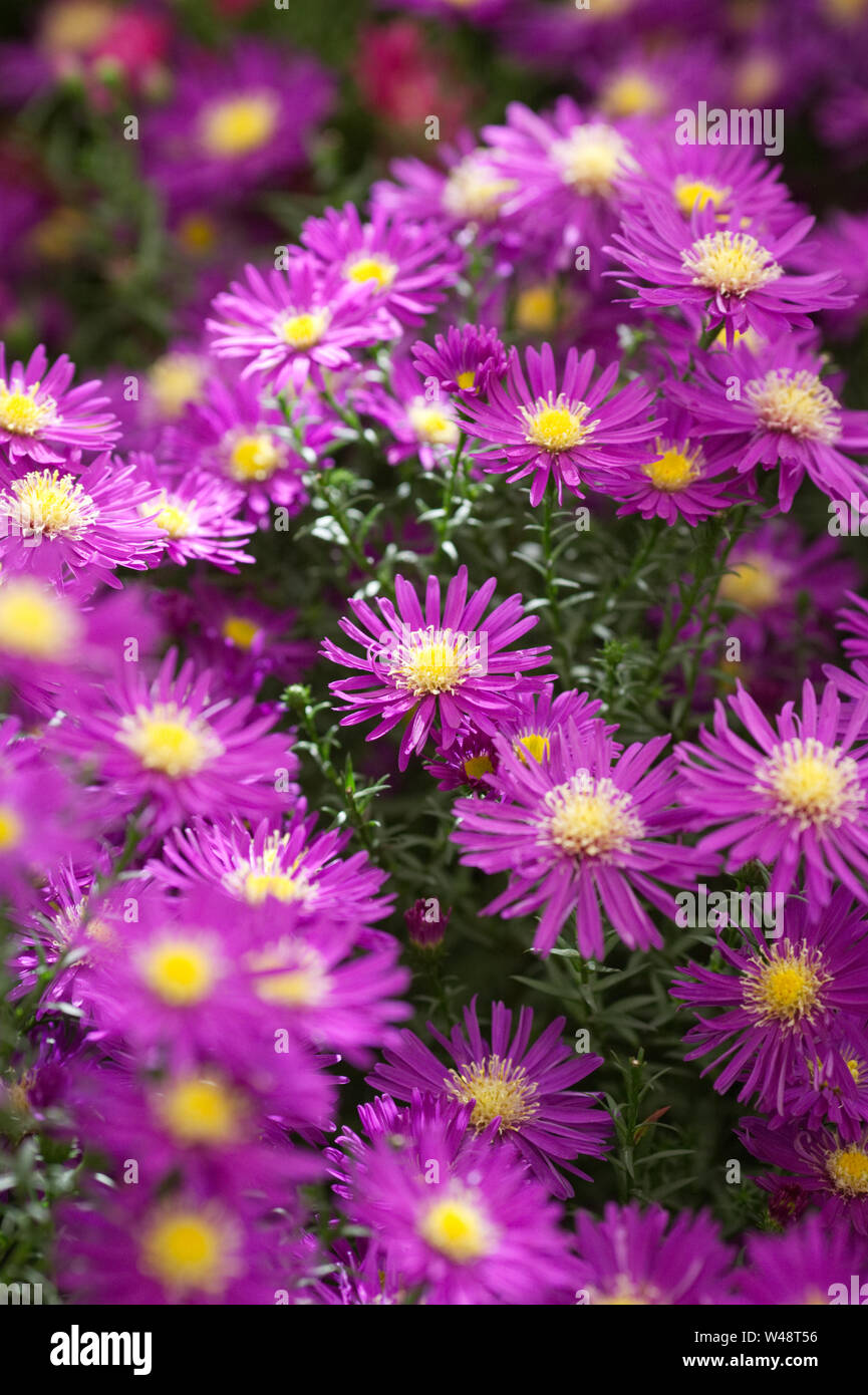 Symphyotrichum novi-belgii 'Chequers' flowers. Stock Photo